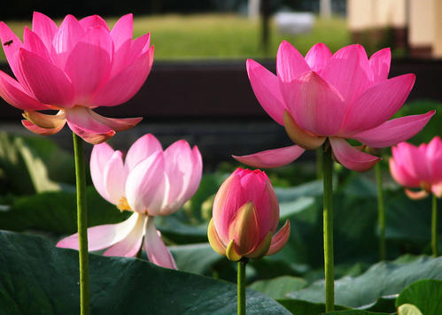 花艺插花常见花名有哪些,鲜花插花的技巧有哪些