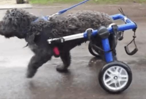 狗狗瘫痪的原因及治疗,狗狗后腿瘫痪怎么治疗最好最有效