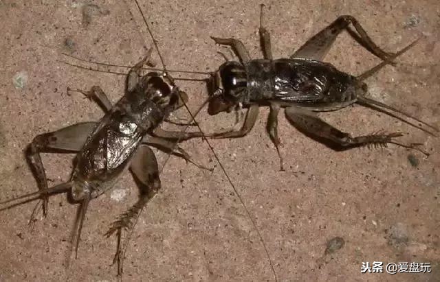 鸣虫之油葫芦和蝈蝈,蝈蝈蟋蟀油葫芦三大鸣虫叫声