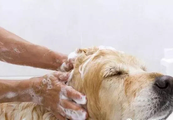 狗狗在家洗澡步骤全过程,一个月的狗狗可以在家洗澡吗