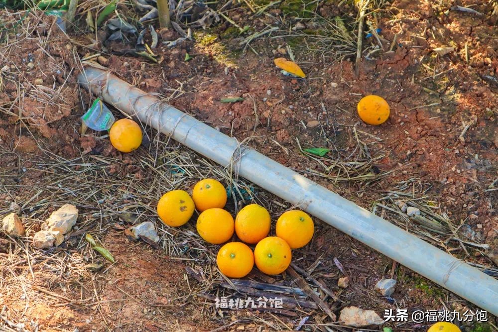 市场上卖的褚橙是真的吗,怎么区分真假褚橙2018