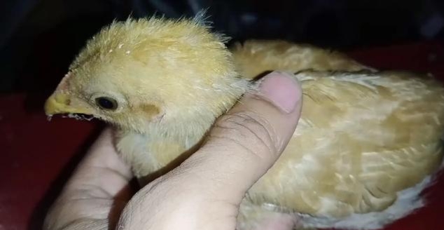 现在养鸡的成本和利润大概是多少,养鸡技术大全及利润