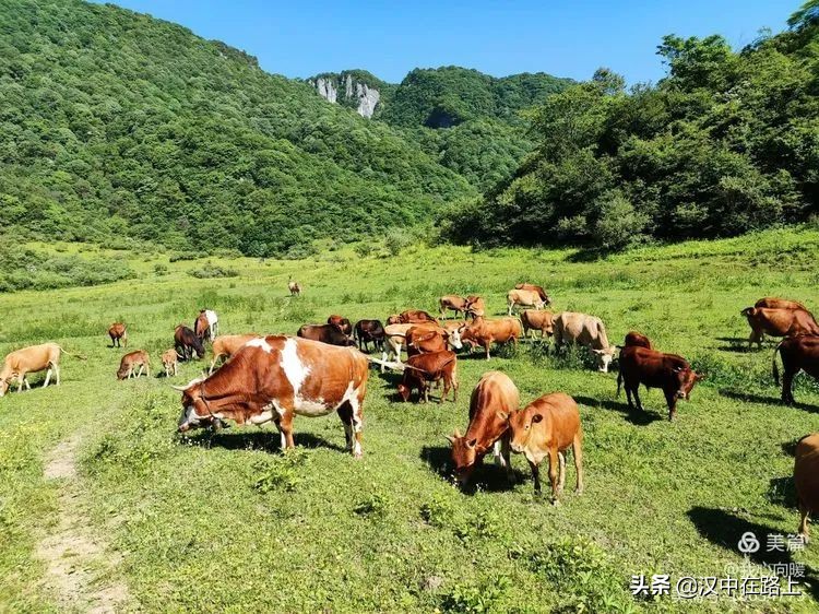 汉中圈子崖天坑,汉中镇巴圈子崖天坑旅游攻略