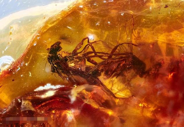 史无前例！一滴松脂让2只“交配”的苍蝇，4100万年后成围观对象