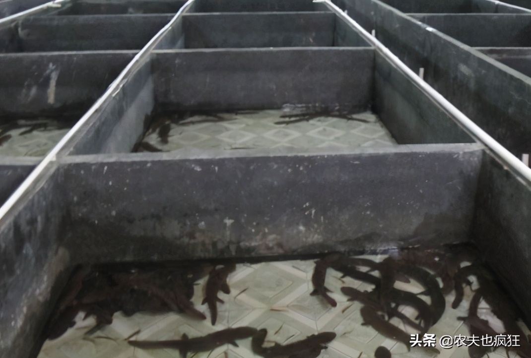 叫声似娃娃哭，是我国重点保护动物，在湖南被端上餐桌百元1斤