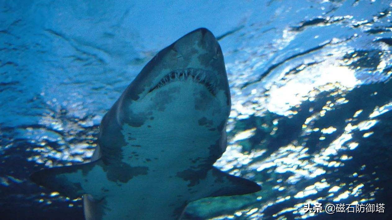 关于鲨鱼的冷知识大白鲨,关于鲨鱼的13个事实
