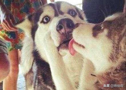 狗狗舔人是喜欢还是讨厌你,狗狗舔人的手说明什么