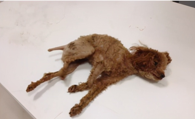 那些年我曾经养过的小狗,那些年我曾经养过的狗