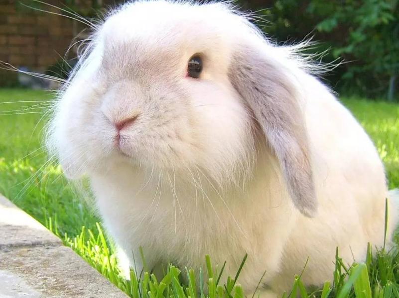 好看又好养的宠物兔推荐,有哪些好看的宠物兔
