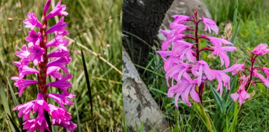 昆虫：喂，3·15平台吗？我实名举报假冒拟态花朵