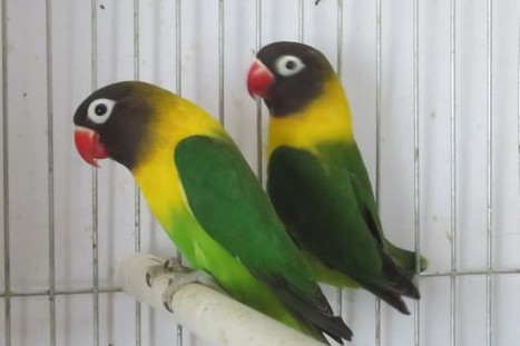 面类牡丹鹦鹉品种介绍及图片,牡丹鹦鹉品种介绍及图片和名字