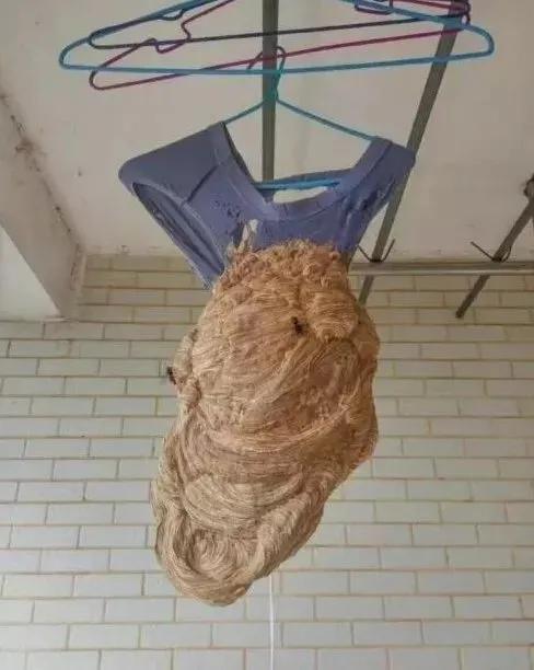 男人的屁股究竟是什么做的，能把每条*裤内**都穿出洞？