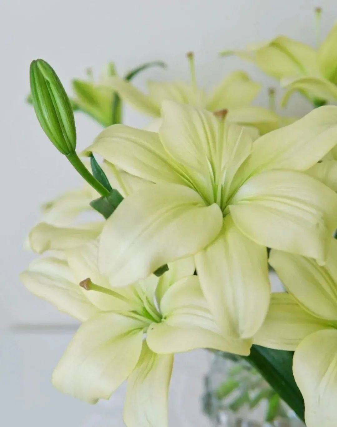 秋日赏花，百合必须要拥有姓名