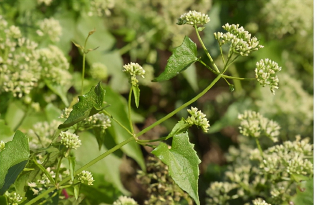 38种常见入侵植物花朵,38种疯狂的入侵植物
