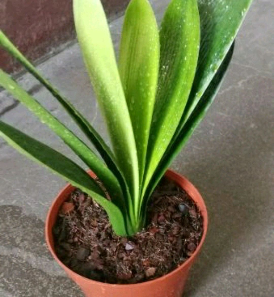 君子兰发根用什么方法最快最好,君子兰用什么发根最快