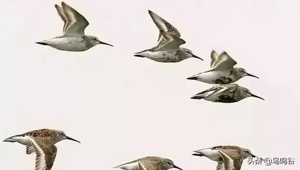 看图识鸟图片及答案,看图识鸟软件哪个好用