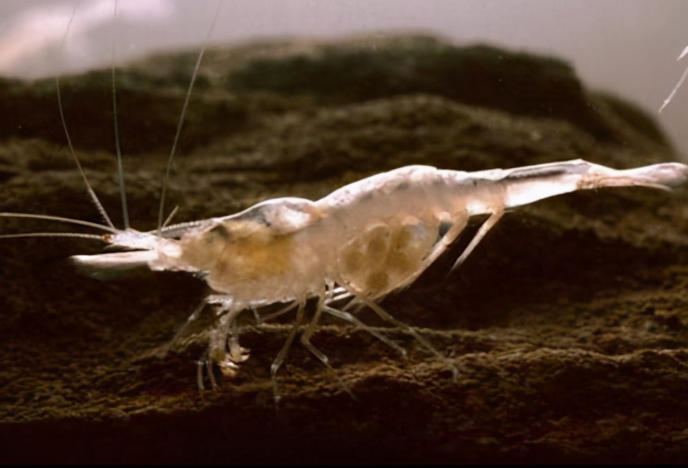 海底虾450度高温叫什么名字,100度水煮不死的虾