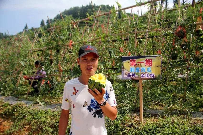 黔南露天西瓜,黔南西瓜