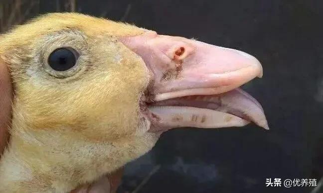肉鸭大舌头病是怎么回事,肉鸭大舌头二十多天怎么治