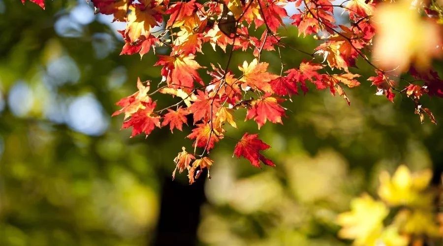 中华经典诵读作品100篇,古文经典诵读版