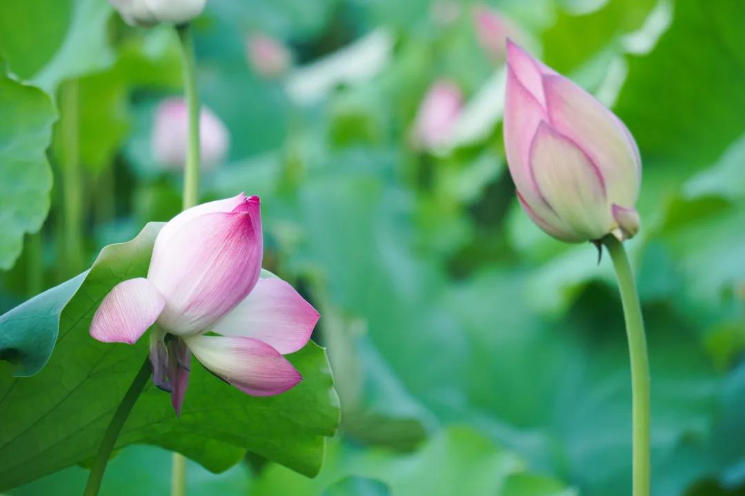 观福建农林大学的荷！赏尽一池清趣