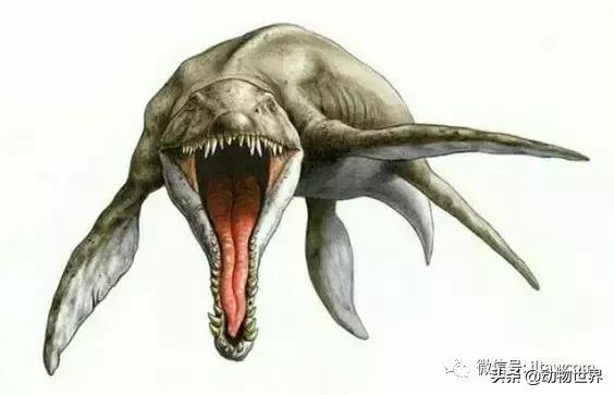 地球上的顶级掠食者,人类是地球上最顶级的掠食者