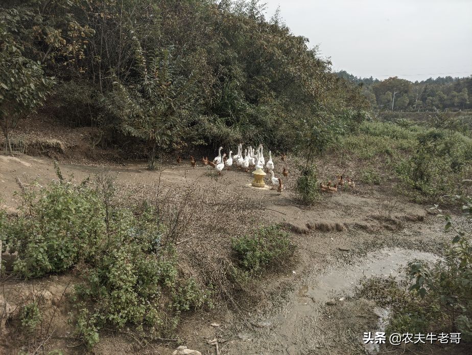 男性结扎了妻子还会意外怀孕吗,老婆结扎后意外怀孕能要吗