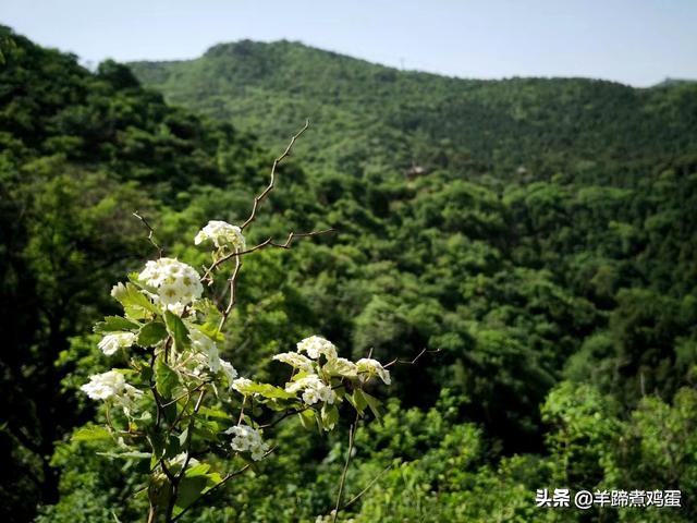 游玩北京香山公园之行,7月的北京香山公园图片