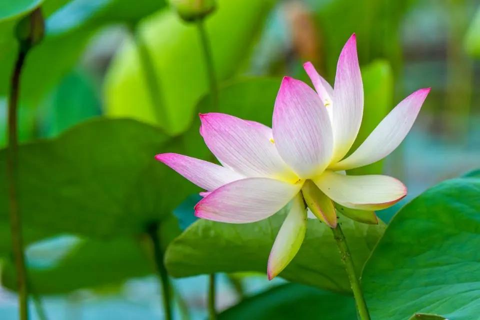 杭州第一波荷花美图大放送！赏荷佳期竟是早上6-8点，哪里最好拍？最新赏荷地图收好