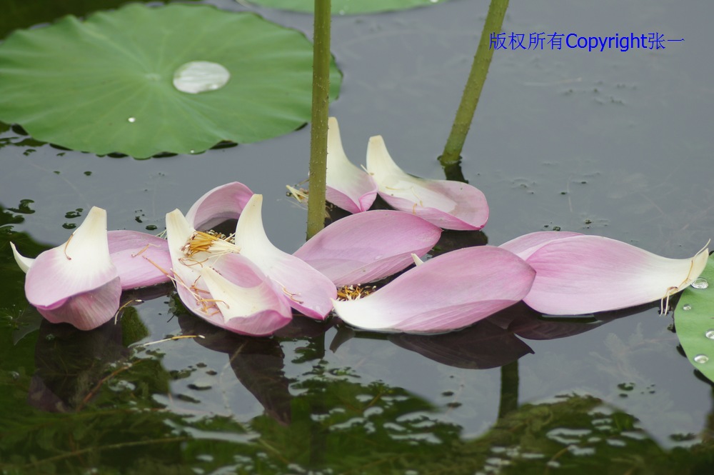北京紫竹院的荷花：德国Pentacon与日本Minolta镜头实拍对比