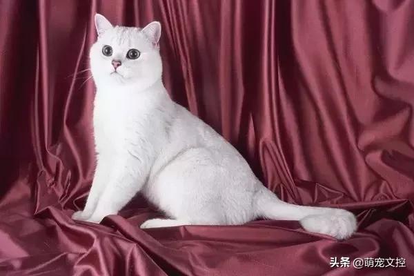 盘点顶级宠物,最贵的宠物猫是什么品种