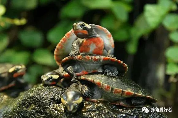 天气冷龟龟冬眠怎么办,龟不用加热棒怎么给龟加温