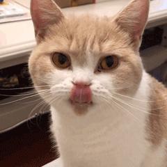 哪些养猫行为让猫痛苦,哪些养猫行为其实让猫承受痛苦