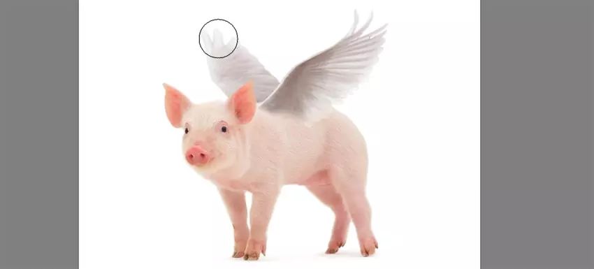 ps花仙子合成教程,ps合成狗狗教程