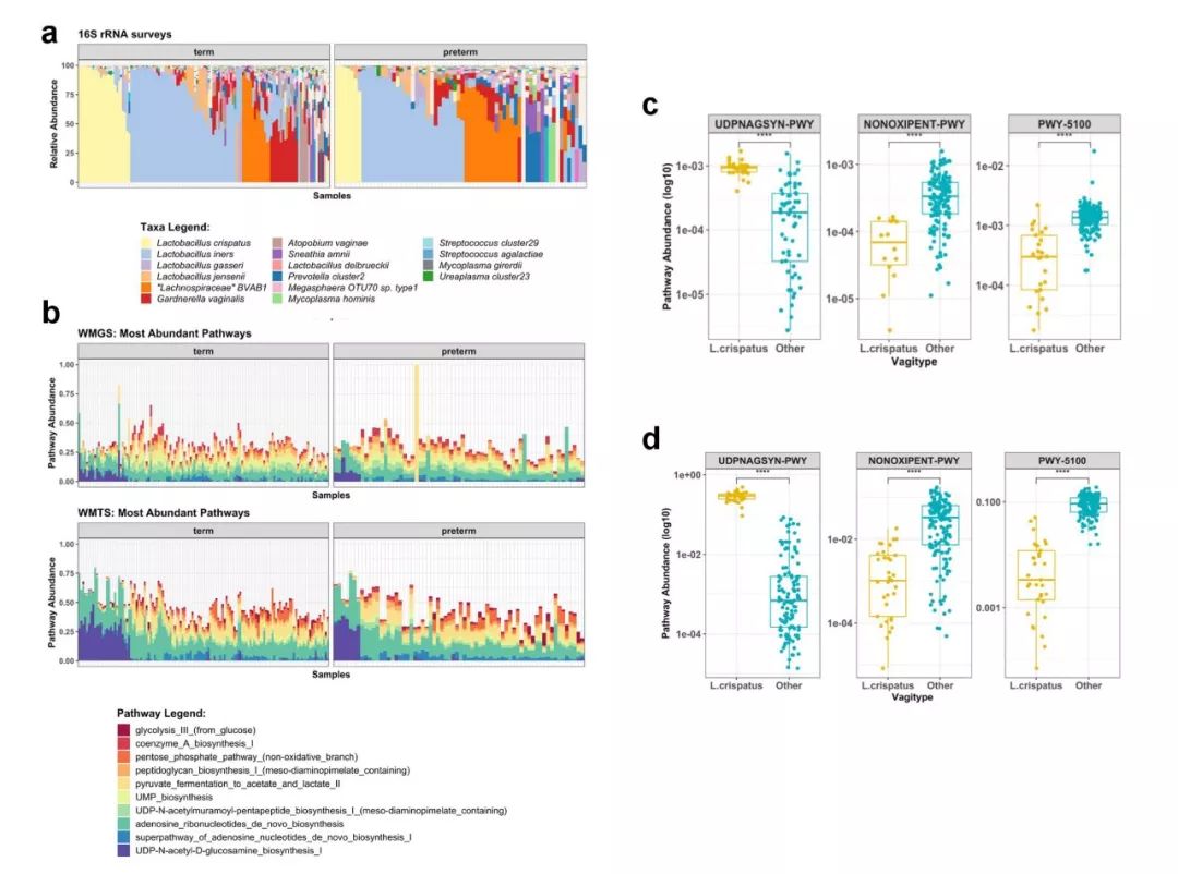 iHMP第二弹|阴道微生物与早产