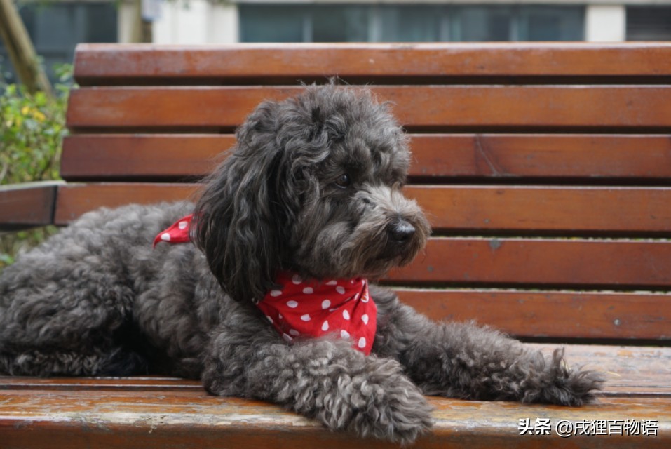 狗狗皮肤湿疹用什么药,狗狗皮肤反复得湿疹