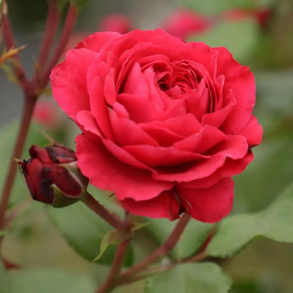 一棵粉达，撑起一座花园的一个春天