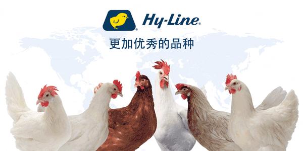 中国养殖5亿只鸡,中国蛋鸡百万以上的养殖基地