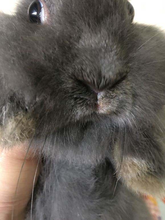 兔中耳炎能自愈吗,兔中耳炎的症状与治疗