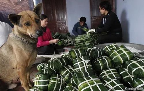 狗吃粽子会不会有危险,狗狗可以吃端午肉粽吗