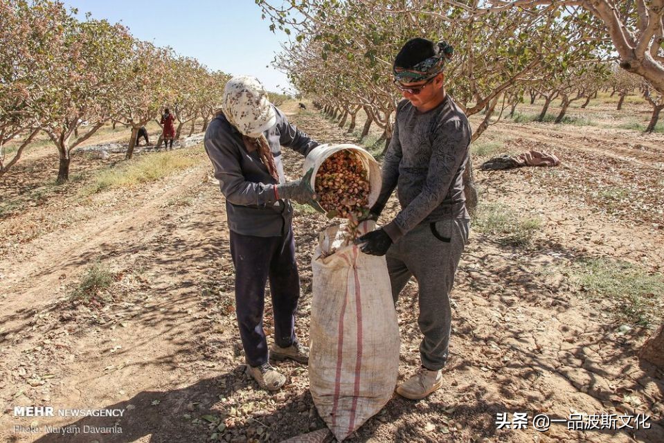 伊朗开心果脆,伊朗特产水果干果