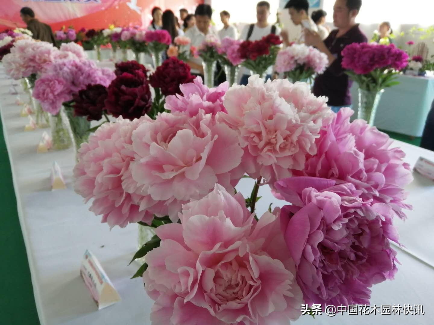 2020云南十大蔬菜名品,云南省绿色食品20佳评选