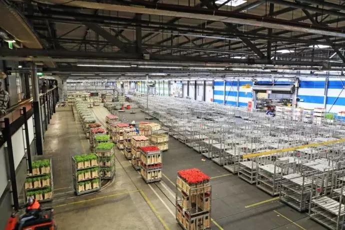 世界顶级鲜花市场,全国最大鲜花交易市场