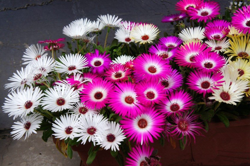 彩虹花盆栽,好养的阳台开花花卉