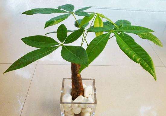 什么绿植去甲醛效果最好,什么绿植去除甲醛效果最好不怕晒