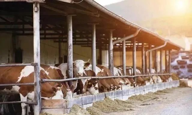 养15头母牛自繁自育前景,养繁育母牛的正确方法