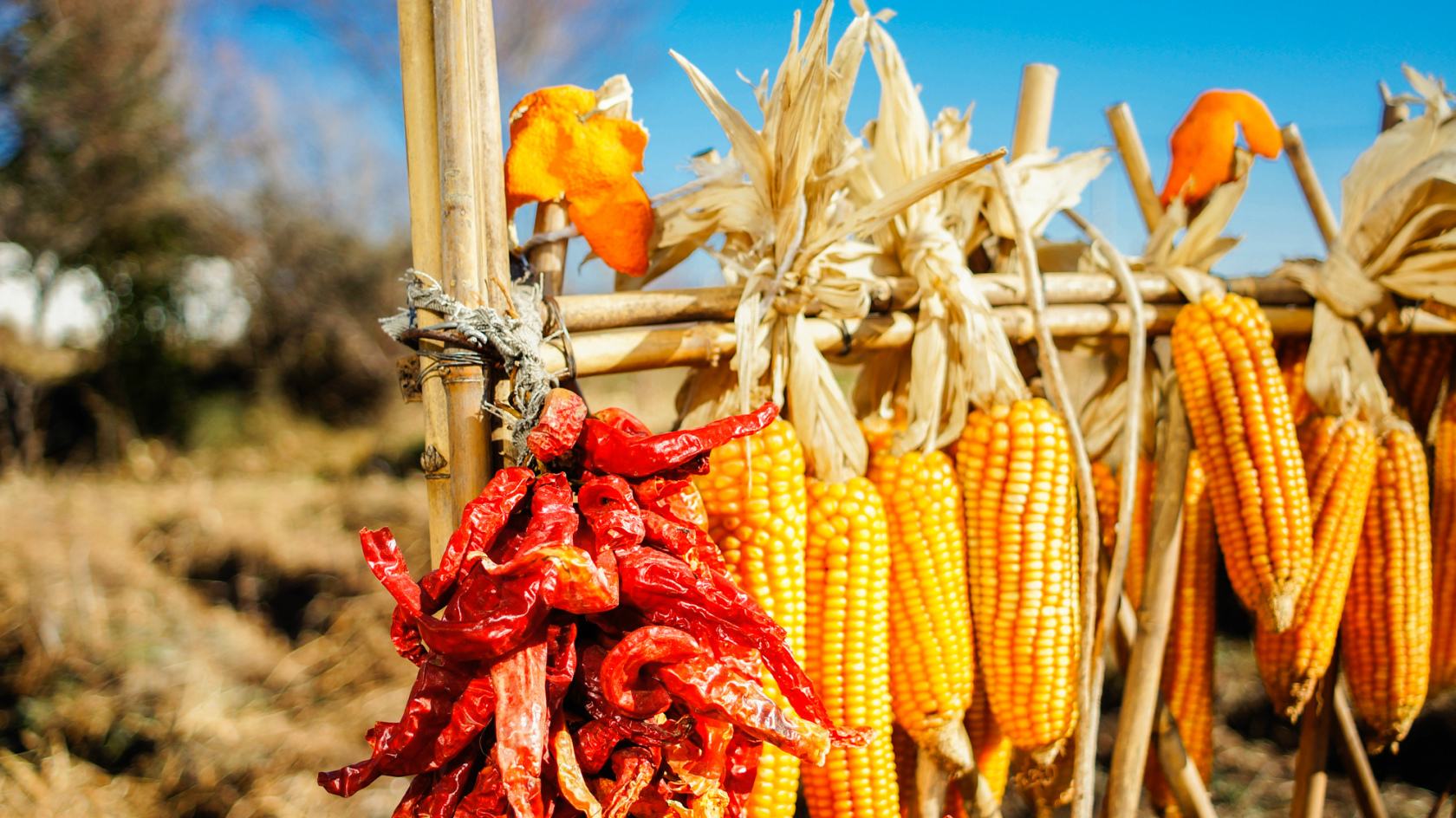 好种配好肥才有好收成,玉米杂交制种栽培技术操作规程