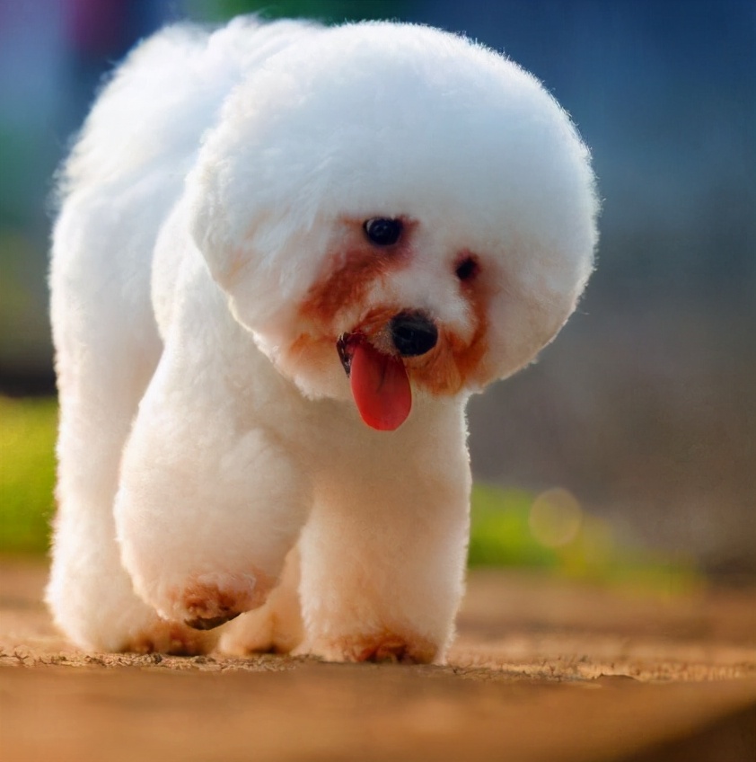 为什么不建议新手养大型犬,为什么新手不建议养大型犬