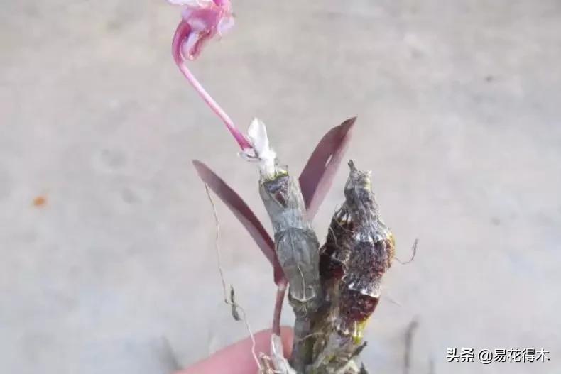 叠鞘石斛与铁皮石斛的区别,肿节石斛和大苞鞘石斛的不同