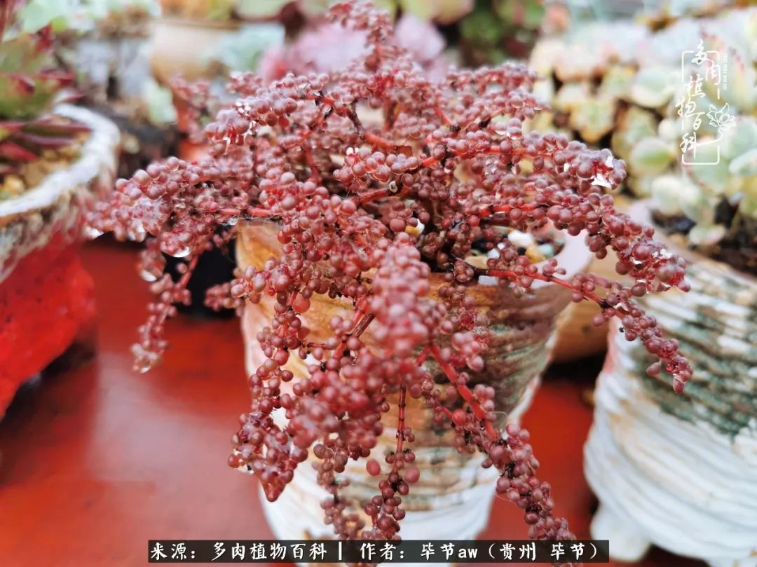 有多少次的会心一笑，全因多肉！那是一种心间流出的甜